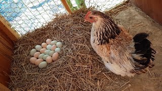 청계닭( chicken) 이 3일째 알을품고 나오지않아서 알 20개를 넣어주고 닭을 옮겨보았습니다.
