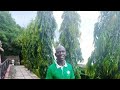 Understanding Ashoka Tree Polyalthia Longifolia