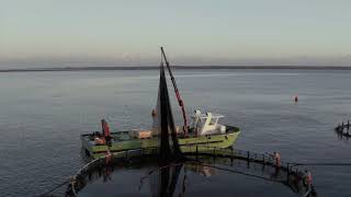 Levantina Fish - Promo Video