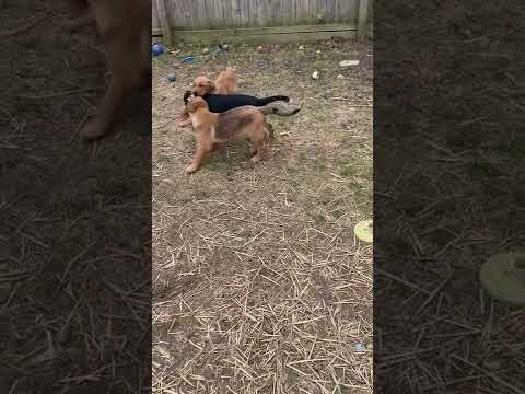 Zagnut, an adopted Australian Cattle Dog / Blue Heeler Mix in Wilmington, DE_image-1