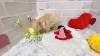 ハーフ犬の動画02