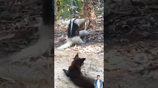 Download lagu Anjing menggonggong kencang melihat SIGUNG menghadang Armadillo #animals #shorts #dog mp3