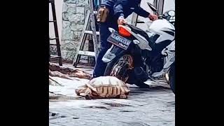 Download lagu STORY WA| Video Lucu Seorang Polisi🤣😂 mp3