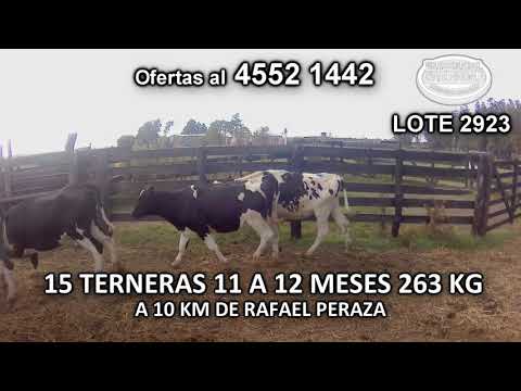 Lote 15 Terneras 13 HO- 2 KIWI 263 Kgkg -  en Tala de Pereyra- A 14 Km de Rafael Pereza