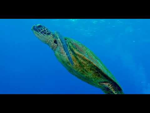 Fiji – Beautiful Walls, Soft Corals and Critters 8B - scuba diving video