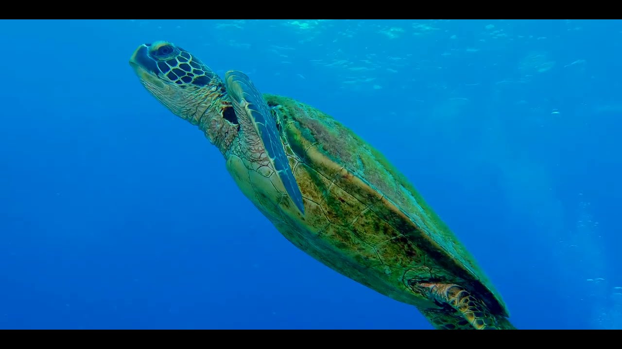 Seventh of 17 videos - Diving aboard "Naía" amongst multiple Fijian islands in pristine clear water