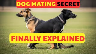 Why Do Dogs Get Stuck Together The Science of the Dog Tie