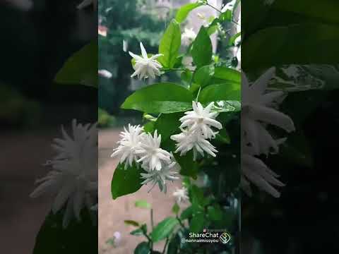 Beautiful flowers 🥰😘🌷🌷💐💐🌸🌺