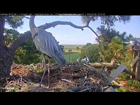Ospreys, Savannah, GA, Cam 1, 28 May 2022