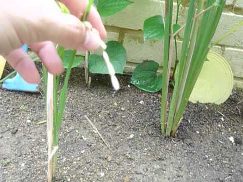 Home-grown paddy. Introduction to a paddy plant