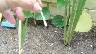 Home-grown paddy. Introduction to a paddy plant