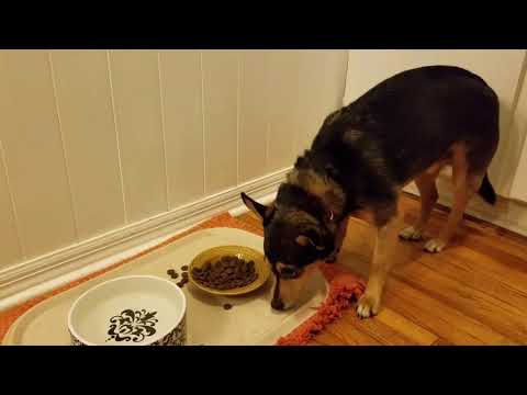 Marcel burying  his food