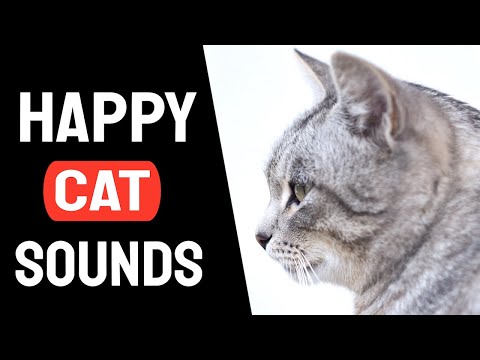 Sound To Make Your Cat Happy  |  Cat Sound