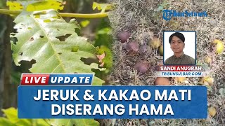 Diduga Gegara Ulat Batang, Tanaman Jeruk dan Kakao Warga Topoyo Mateng Mati Digerogoti Hama