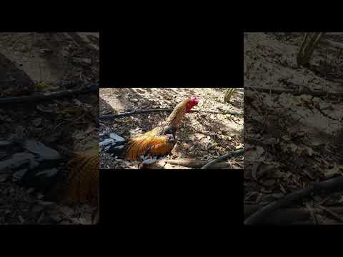 #munhoz-mg #naturezacuriosa Minas Gerais. #galinhas