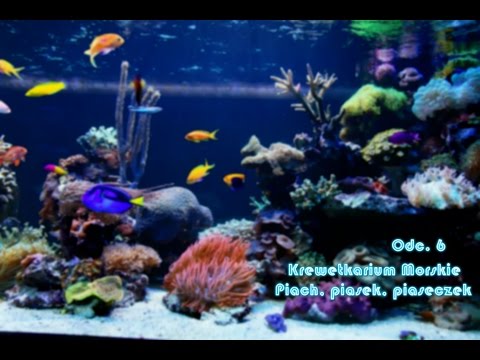 Krewetkarium Morskie od A do Z / Część 6 / Piach, piasek, piaseczek