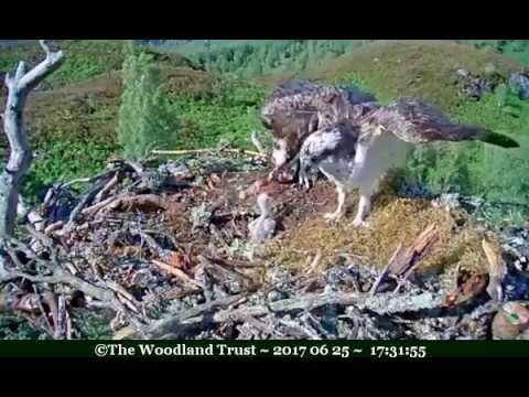Fine flapping fish @ 1729hr, Aila starving, ate lots, chick got some - ©Woodland Trust, Arkaig