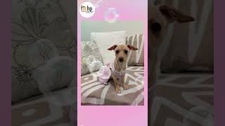 Video preview image #1 Chihuahua Puppy For Sale in Menifee, CA, USA