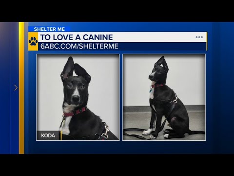 Shelter Me: Meet Koda from To Love a Canine Rescue - YouTube