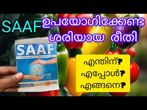 Right method to Use SAAF Fungicide on plants | How to use SAAF properly on plants