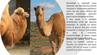 "Adattamento all'Ambiente" - Scienze - Scuola Primaria