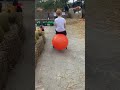 Cuckoo Bridge PYO Pumpkins 2021 Space Hoppers