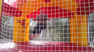 BoBo A in the bounce house