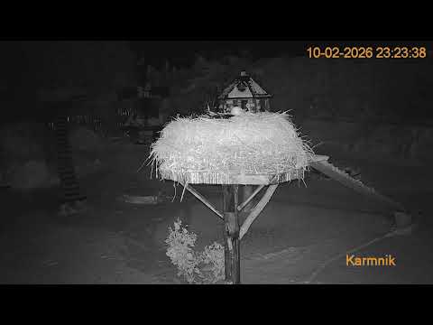 Gniazdo Bocianie pod Sokółką - 10.02.2026.