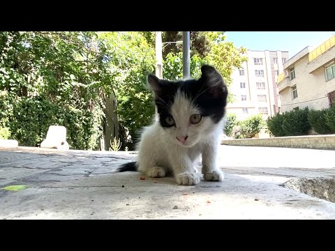 Incredibly cute little kitten eating food