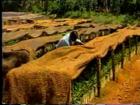 download lagu mp3 mp4 Tea Nursery Preparation, download lagu Tea Nursery Preparation gratis, unduh video klip Tea Nursery Preparation