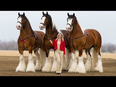 25 of the largest and strongest draft horses in the world
