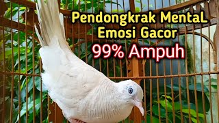 Download lagu Suara Perkutut Putih Gacor PINTAR MEMANCING Bunyi Lawan, Menaikan Birahi Bikin Gacor Semua Perkutut mp3