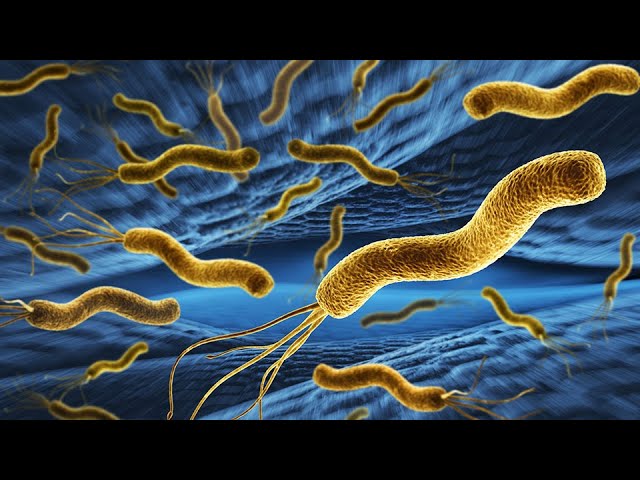 Videouttalande av helicobacter pylori Engelska