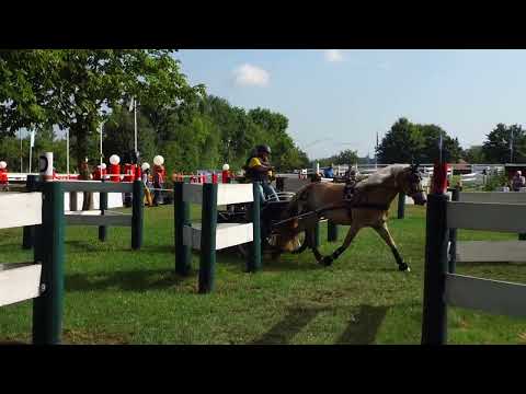 Fahrturnier Ostenfelde 21.8.2022