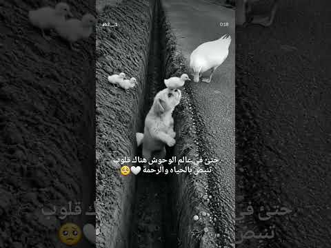حتي في عالم الوحوش هناك قلوب تنبض بالحياه والرحمه 💔
