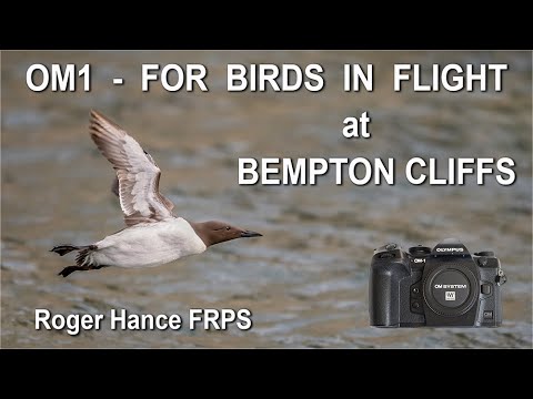 OM1 - For Birds in Flight at Bempton Cliffs
