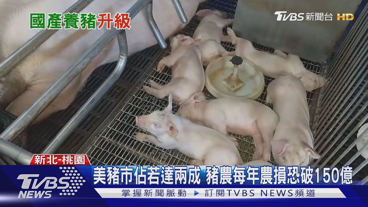 平價美豬大舉壓境 台灣如何靠「品牌豬」迎戰?