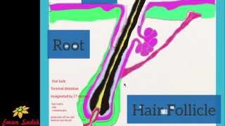 Skin Histology lecture 3