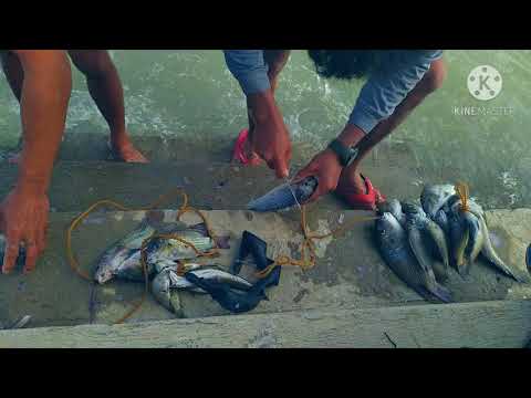 matapos mamana linis nmn ng isda sa ilog spear fishing.