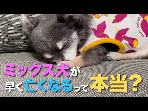 犬の平均寿命:これはあなたの犬が何歳になるかです