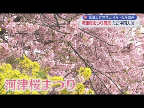 YouTube Video 「河津さくらまつり」に大勢の観光客　三連休最終日の２３日に「満開」宣言が　静岡・河津町