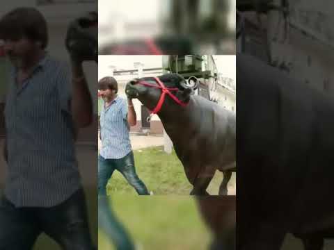 Haryana Murrah Buffalo