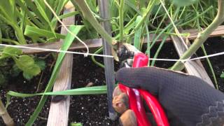 What to do when your Tomato Plant Outgrows its Trellis