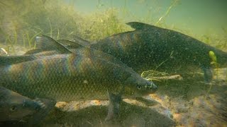 PBS Show March 5-11, 2017, #2521