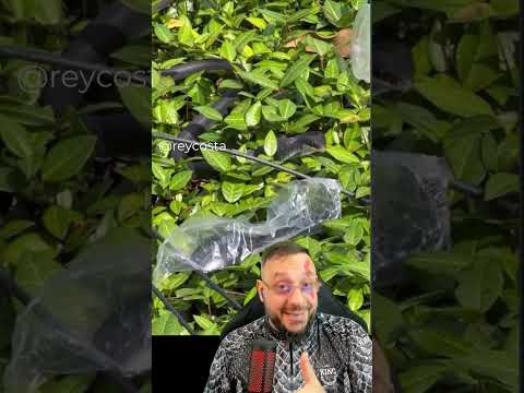 Did a venomous snake bite Reynaldo Costa's foot? Really?