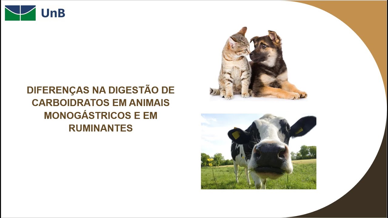 Grupo 09 -  Diferenças da absorção de carboidratos em animais monogástricos e ruminantes.