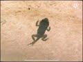 Safari Scrapbook Frog