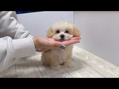 YouTube動画のサムネイル