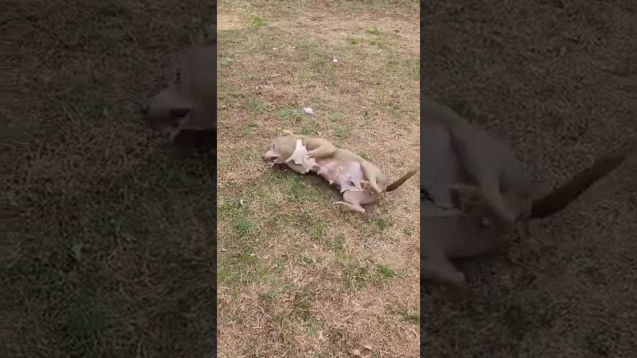 Enlarge Alli, a Adoptable Mixed Breed in Chattanooga, TN video 6/6