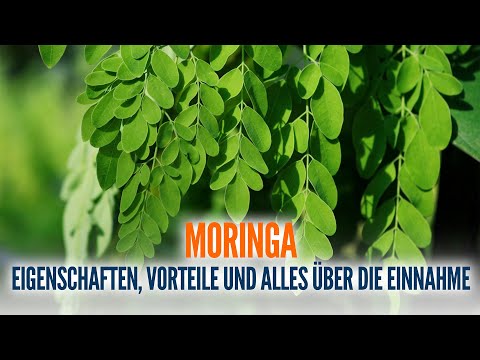 Alles über die Wirkung und die Einnahme von Moringa 🧑‍⚕️❤️‍🩹